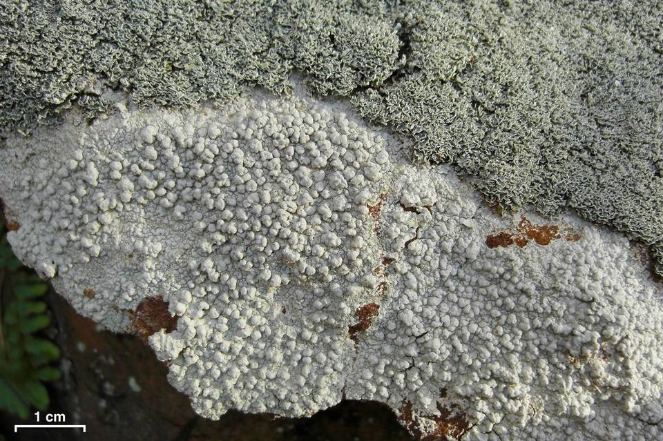 Pertusaria plittiana image