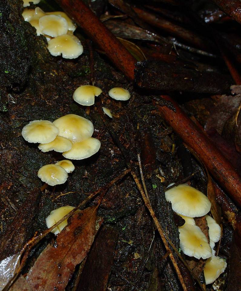 Collybia eucalyptorum image