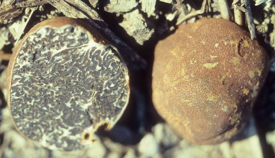 Tuber canaliculatum image