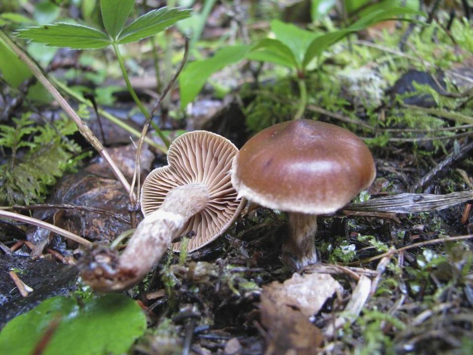 Cortinarius brunneus image