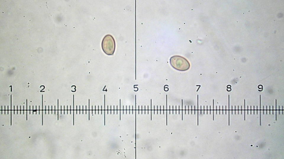 Pholiota aurantioflava image