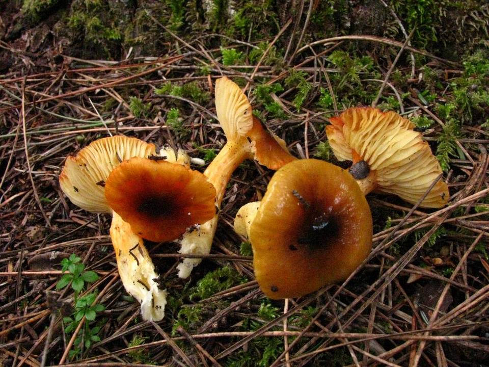Hygrophorus siccipes image
