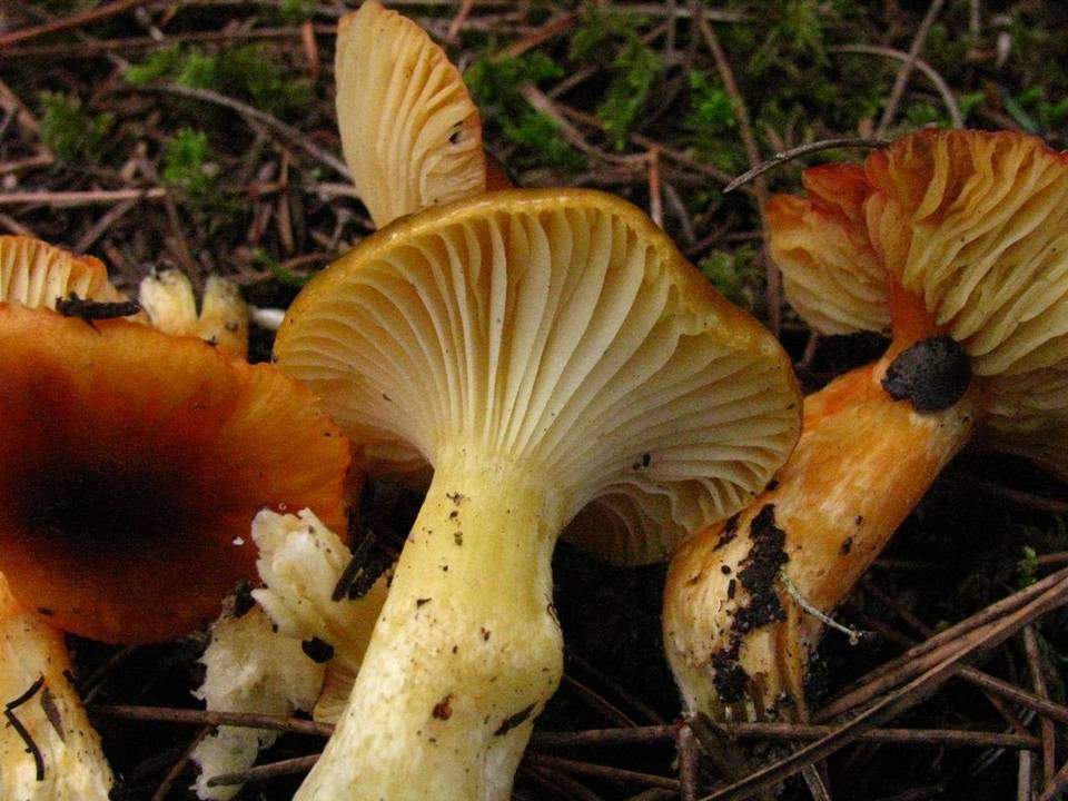 Hygrophorus siccipes image