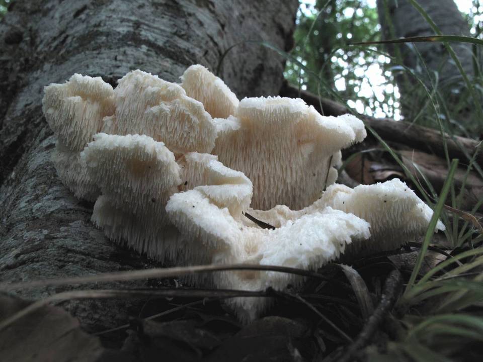 Hericium cirrhatum image