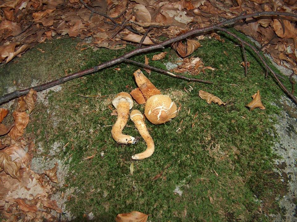 Cortinarius humicola image