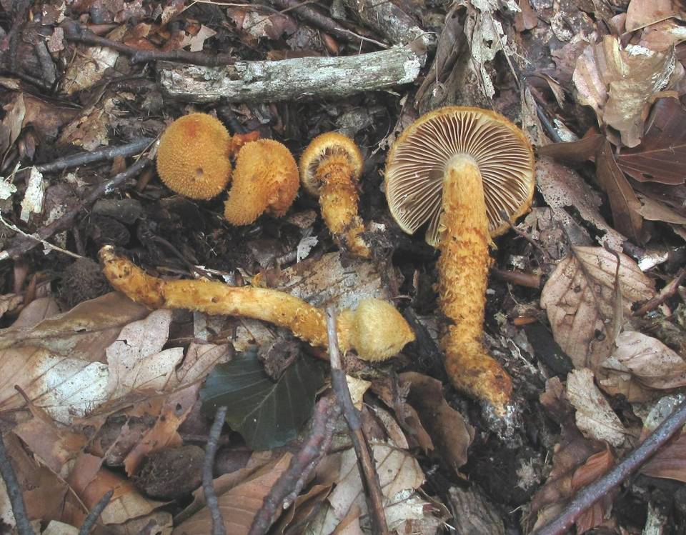 Cortinarius humicola image