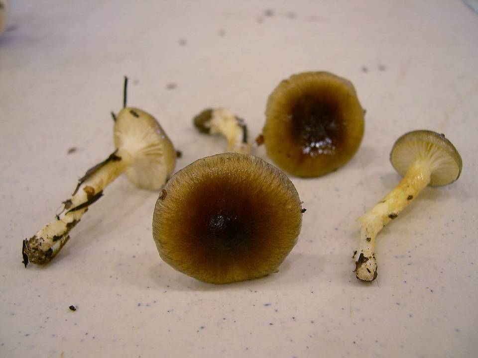 Hygrophorus siccipes image