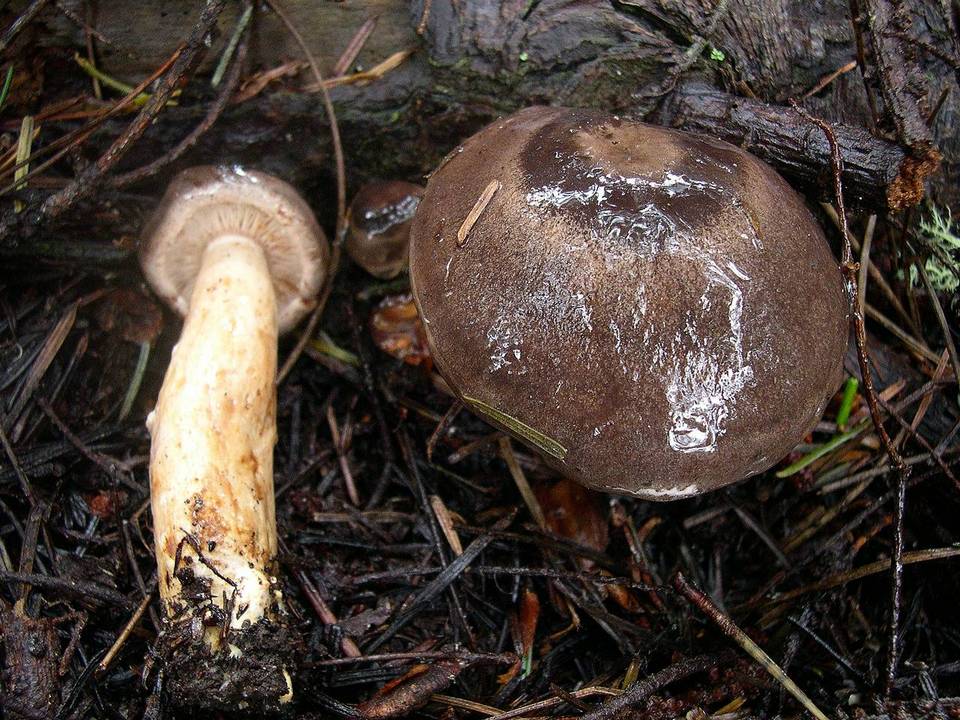 Lactarius kauffmanii image