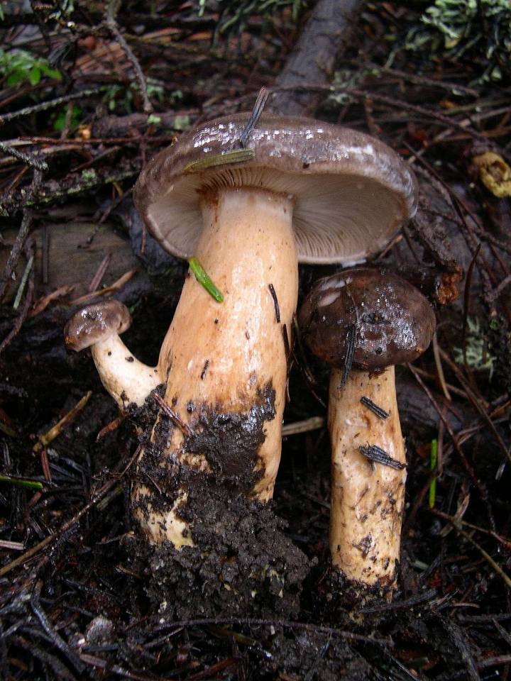 Lactarius kauffmanii image