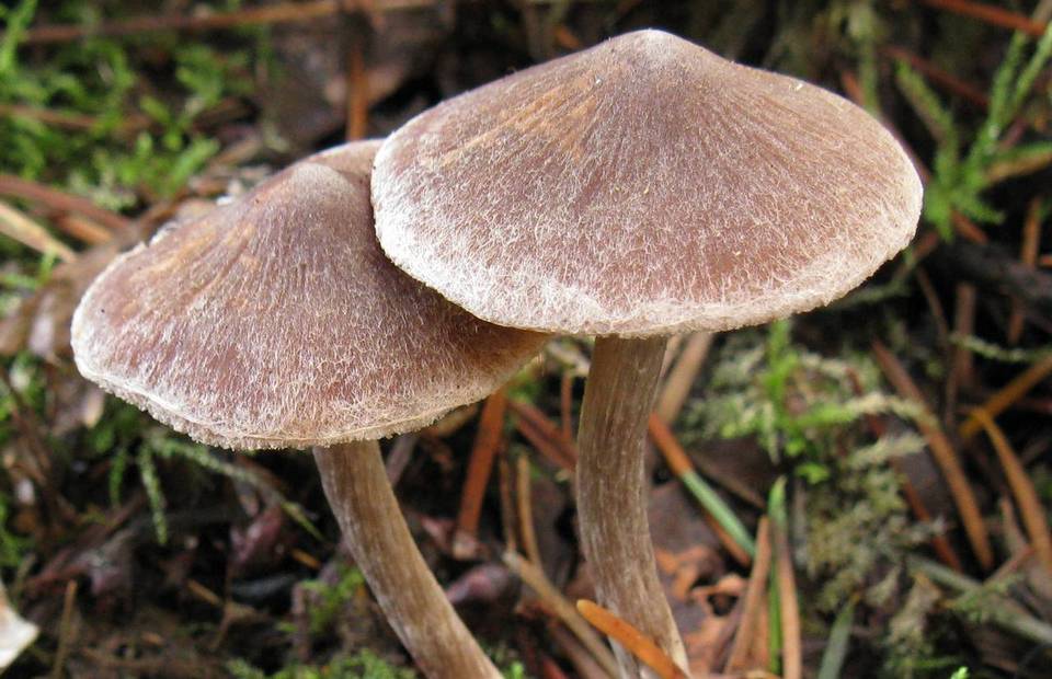 Cortinarius casimiri image
