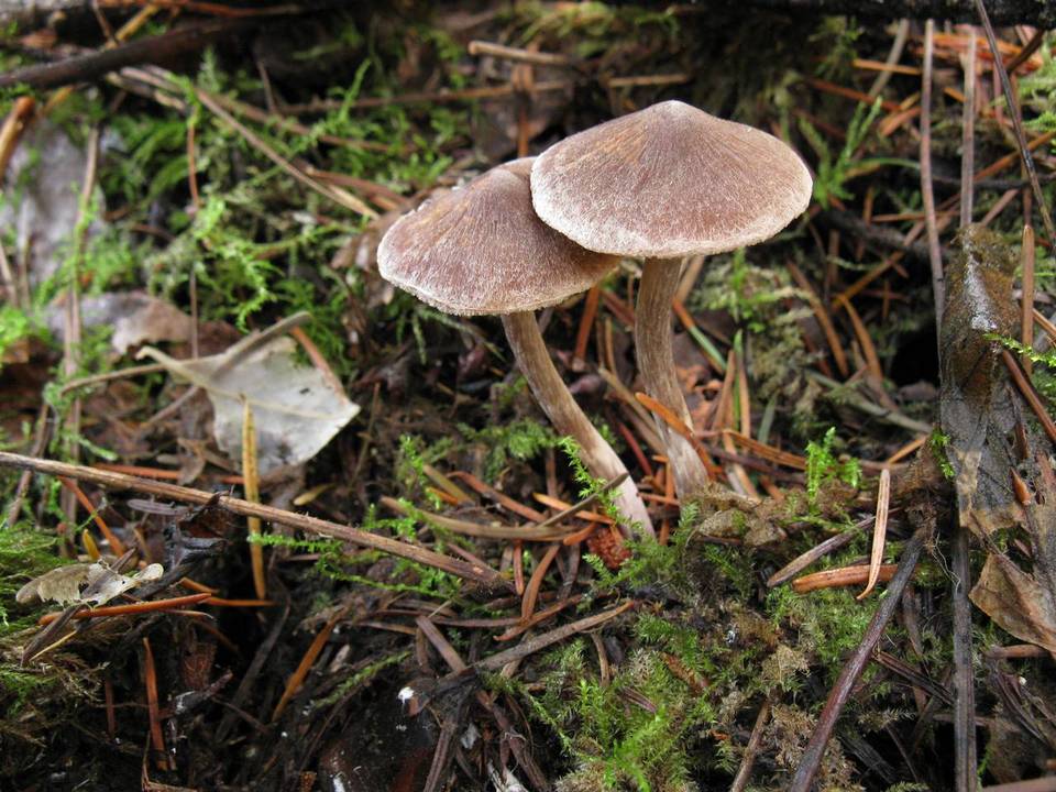 Cortinarius casimiri image
