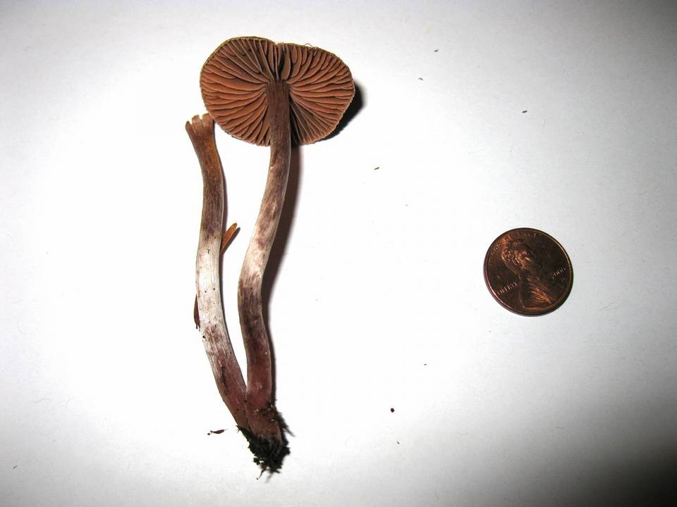 Cortinarius casimiri image