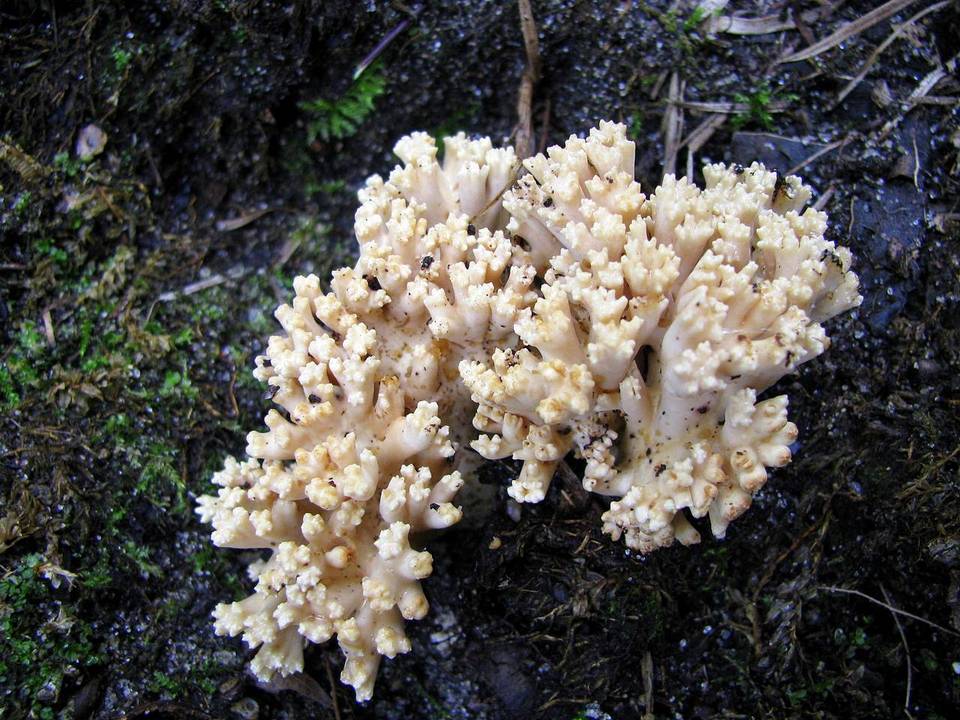 Ramaria caulifloriformis image