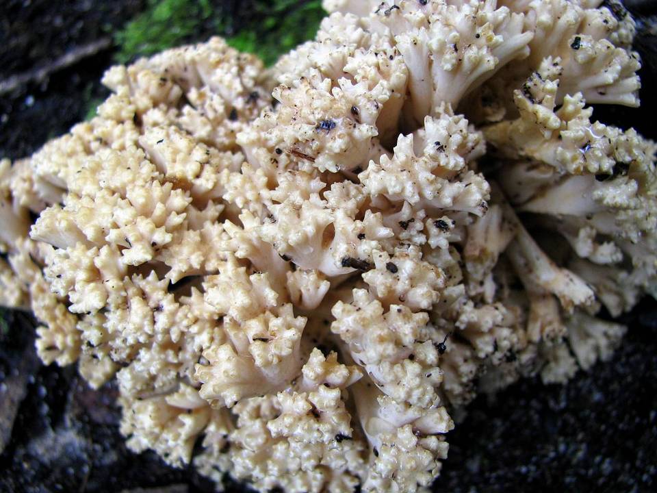 Ramaria caulifloriformis image