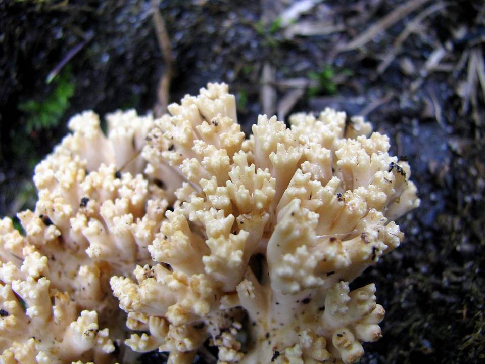 Ramaria caulifloriformis image