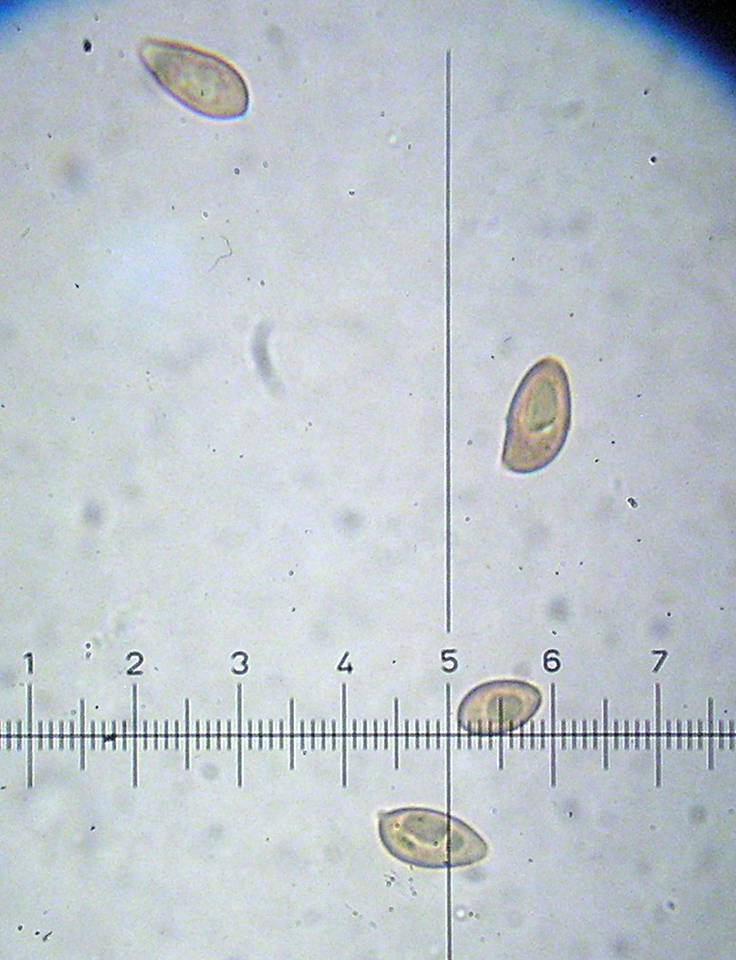 Galerina badipes image