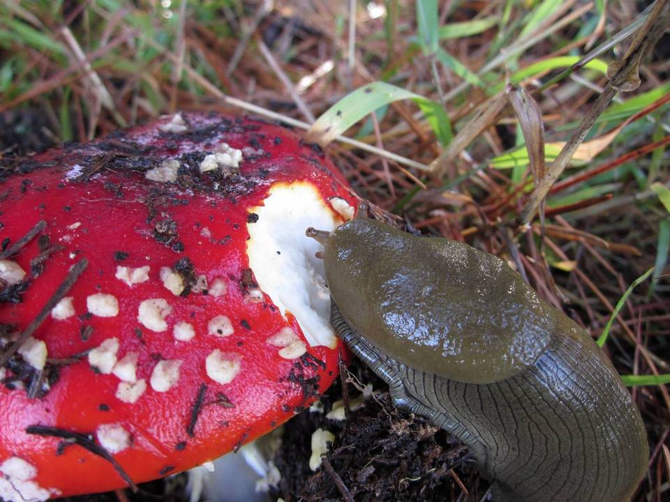 Amanita amerimuscaria image
