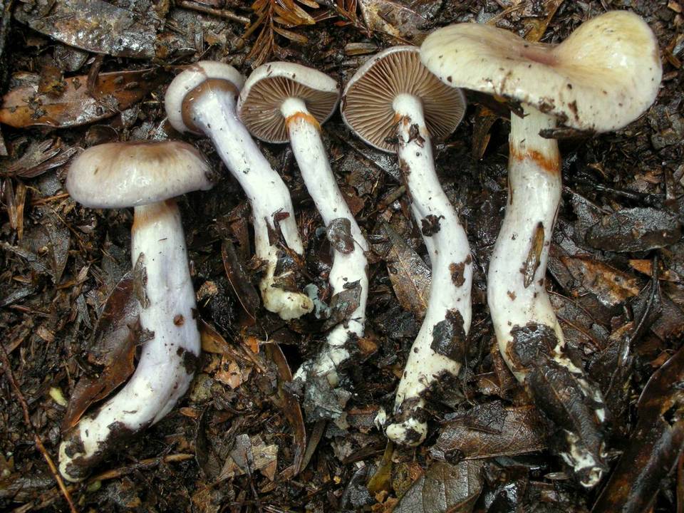 Cortinarius emunctus image