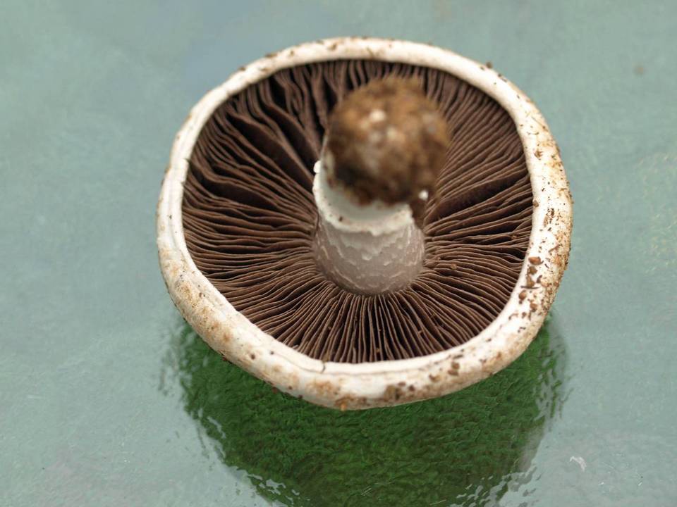 Agaricus incultorum image