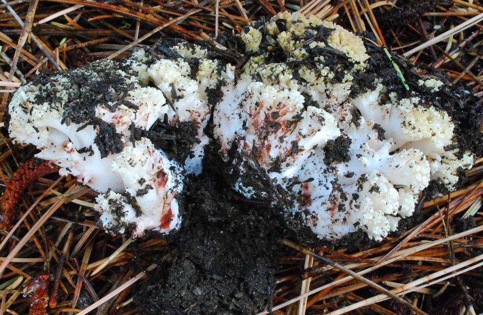 Ramaria rubiginosa image