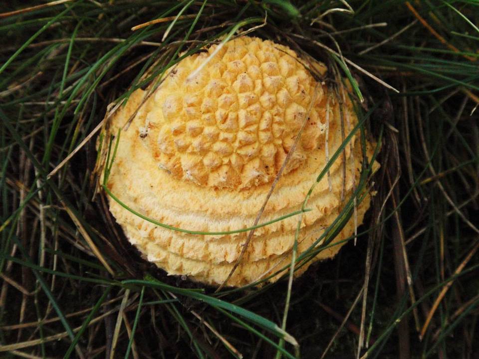 Amanita amerimuscaria image