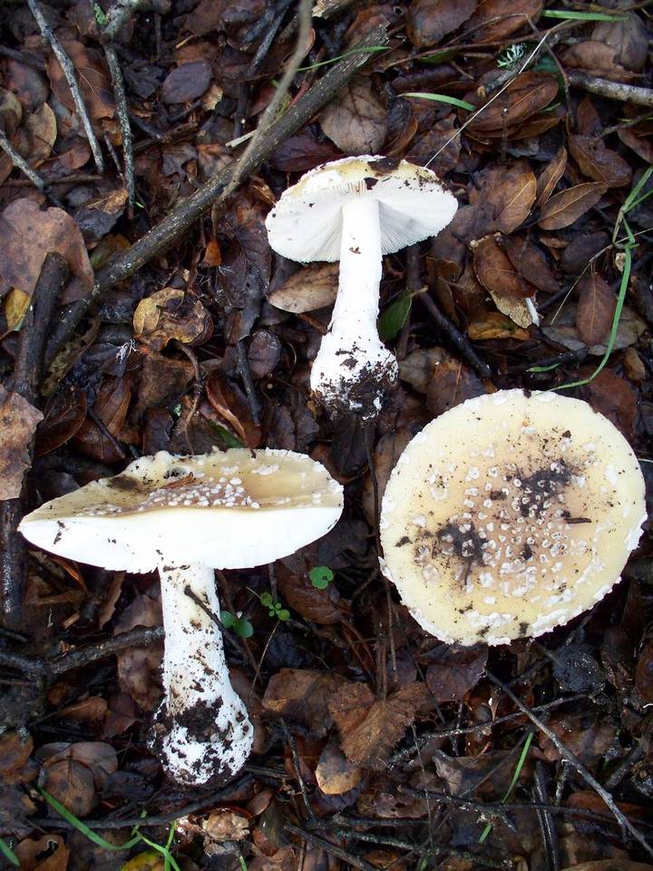 Amanita umbrinidisca image