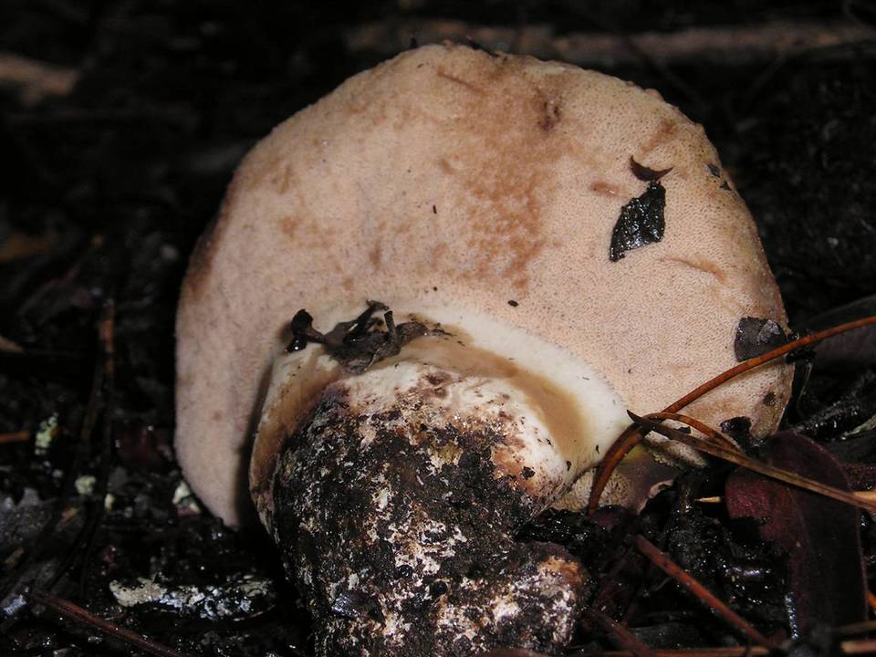 Tylopilus humilis image