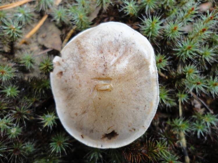 Hebeloma sinapizans image