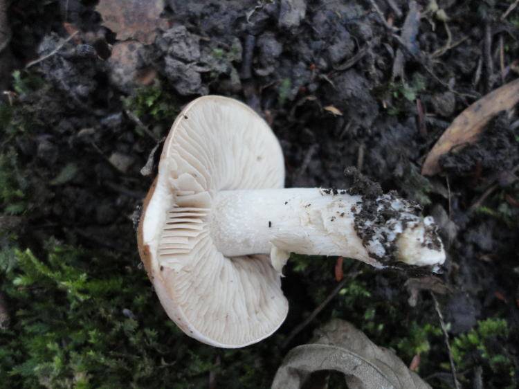 Hebeloma sinapizans image