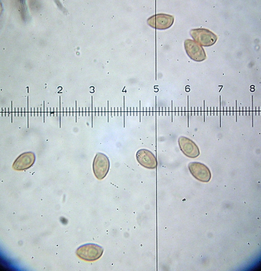 Galerina badipes image
