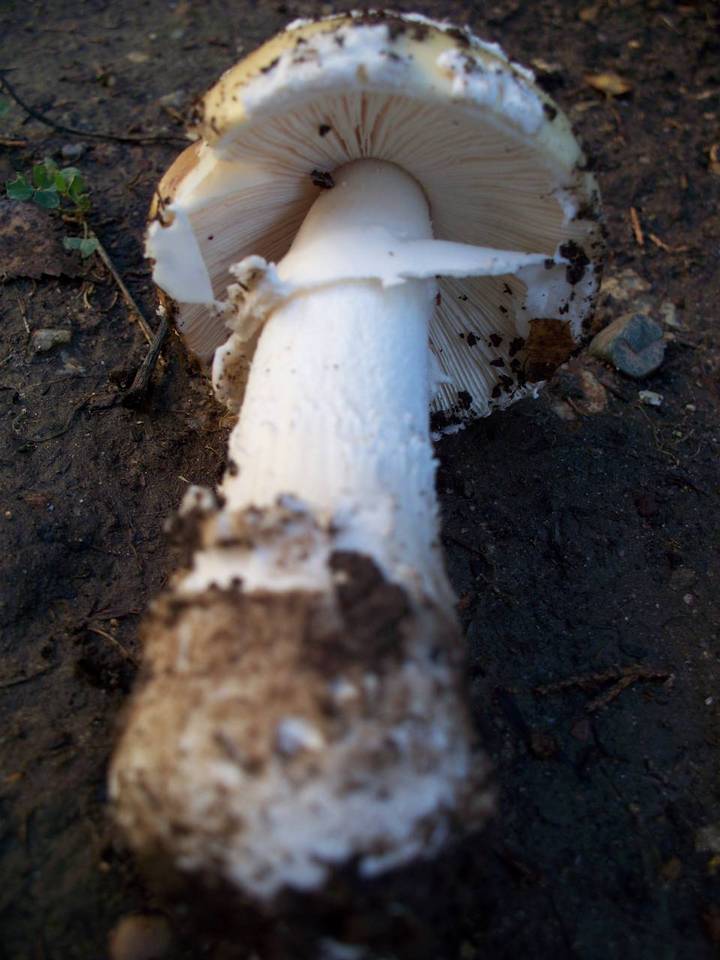 Amanita umbrinidisca image
