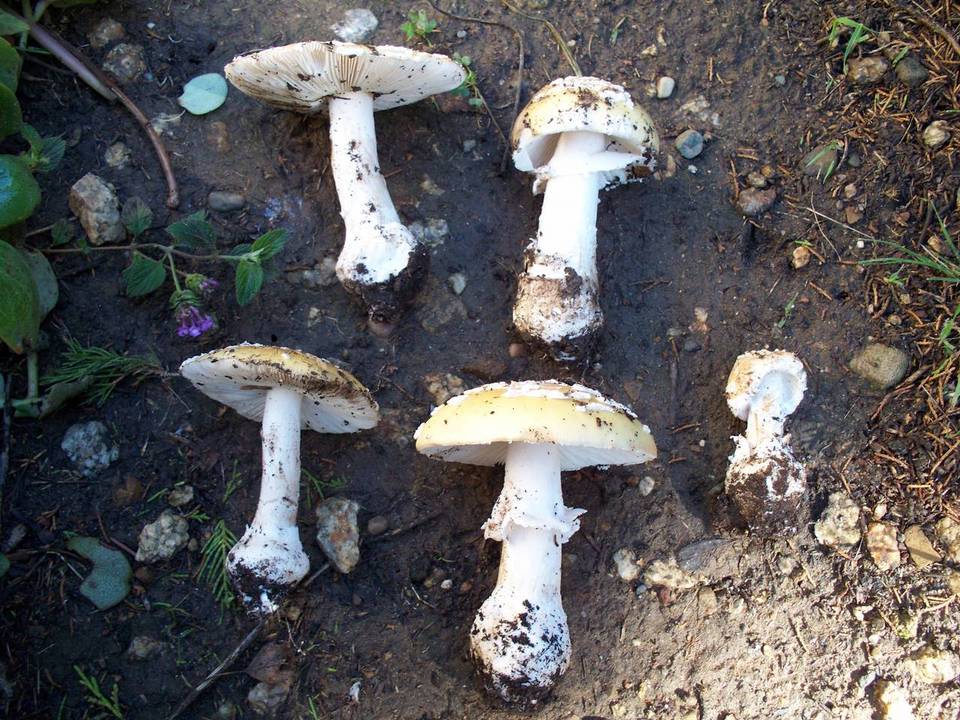 Amanita umbrinidisca image