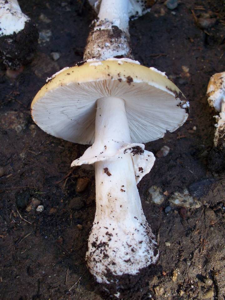 Amanita umbrinidisca image