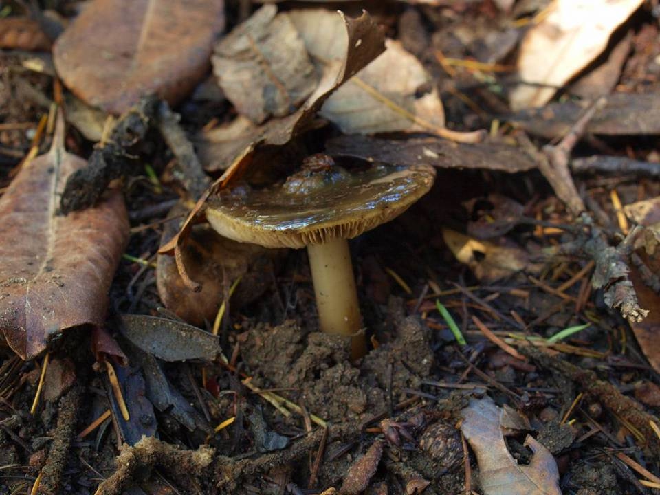 Phaeocollybia olivacea image
