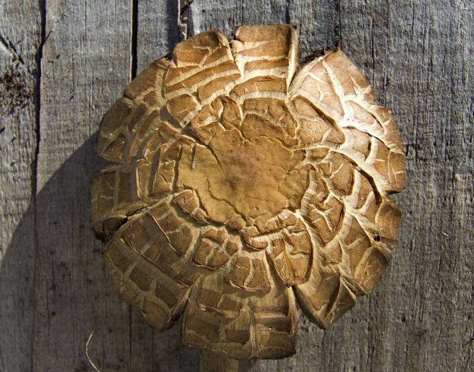 Lacrymaria glareosa image