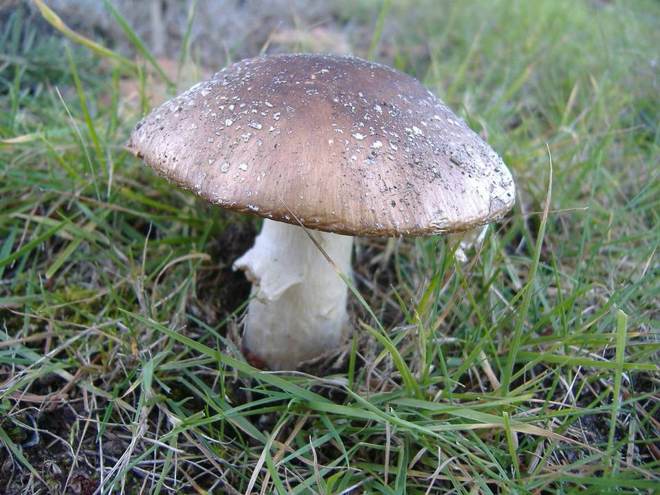 Amanita ameripanthera image