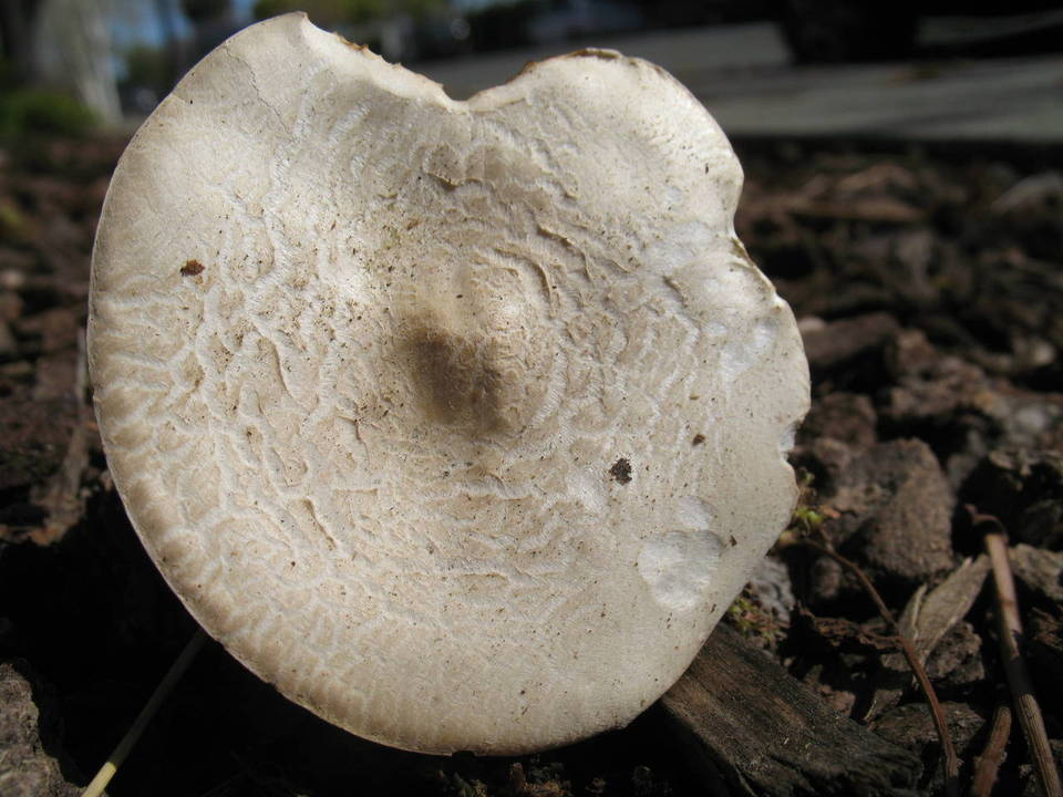 Melanoleuca verrucipes image