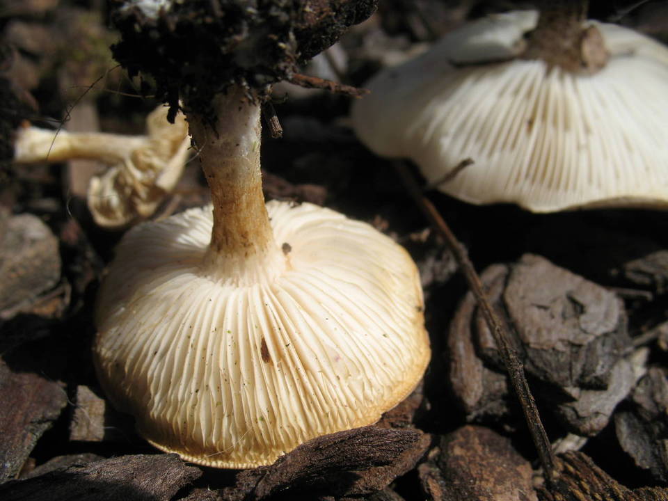 Melanoleuca verrucipes image
