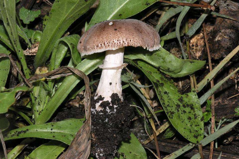 Leucoagaricus adelphicus image