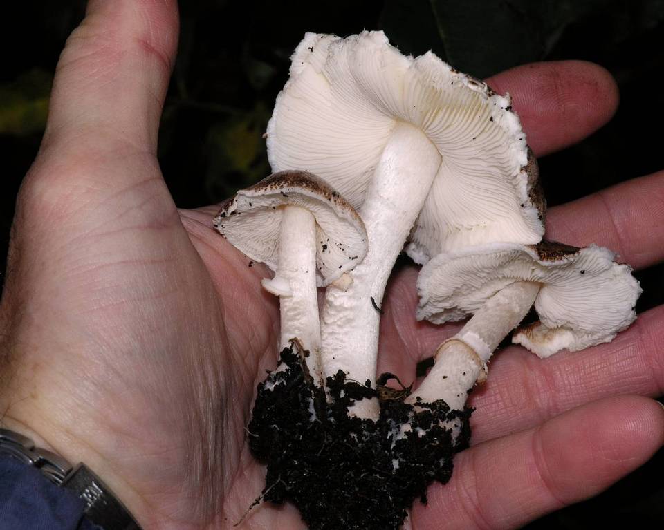 Leucoagaricus adelphicus image