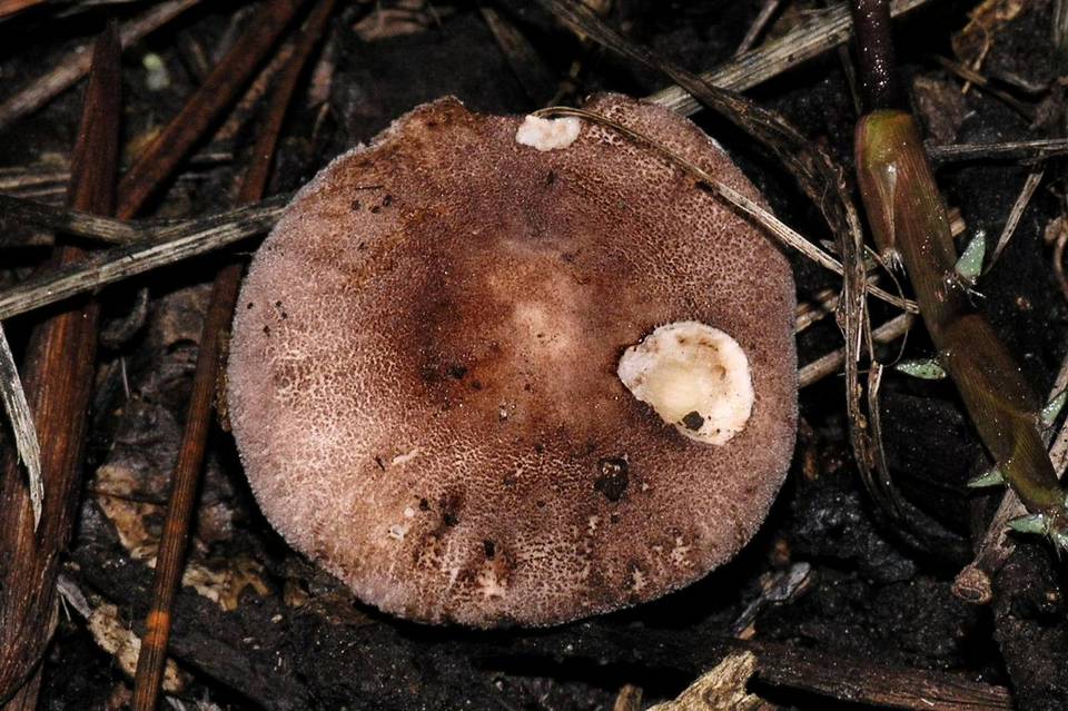 Leucoagaricus adelphicus image