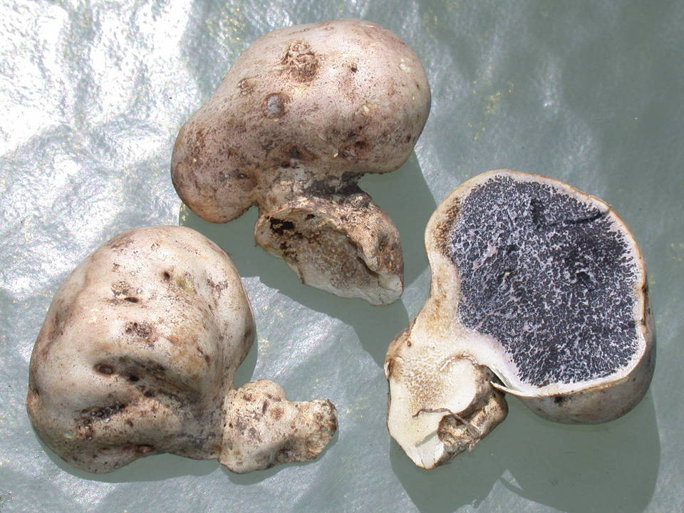 Scleroderma macrorhizon image