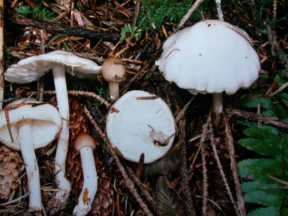 Limacella illinita var. illinita image