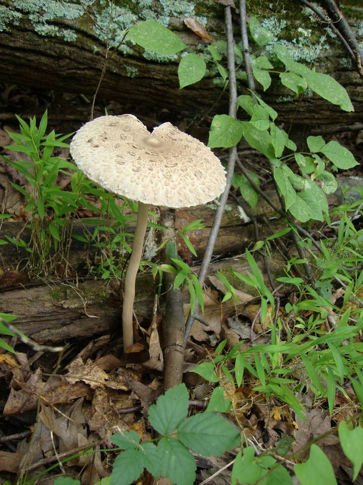 Macrolepiota prominens image