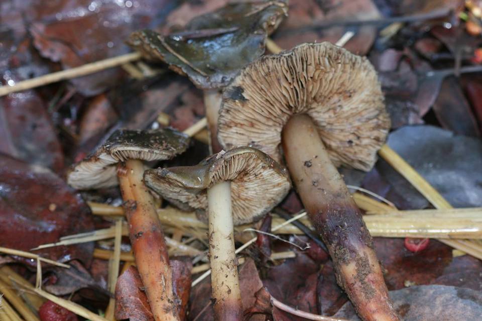 Phaeocollybia olivacea image
