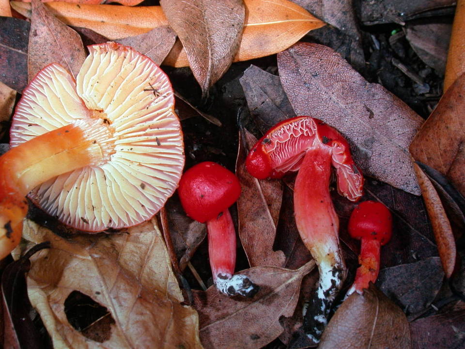 Hygrocybe marchii image