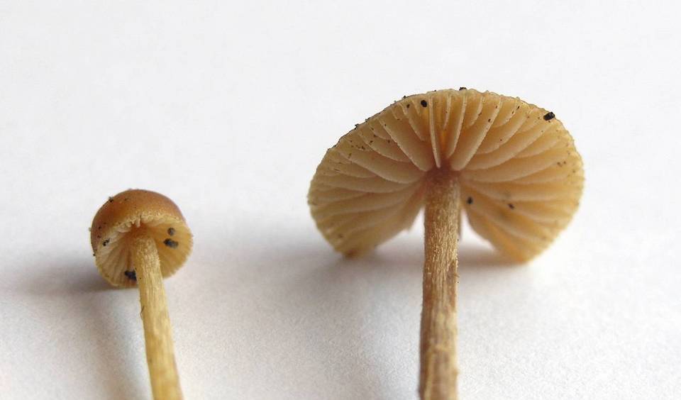 Galerina mniophila image
