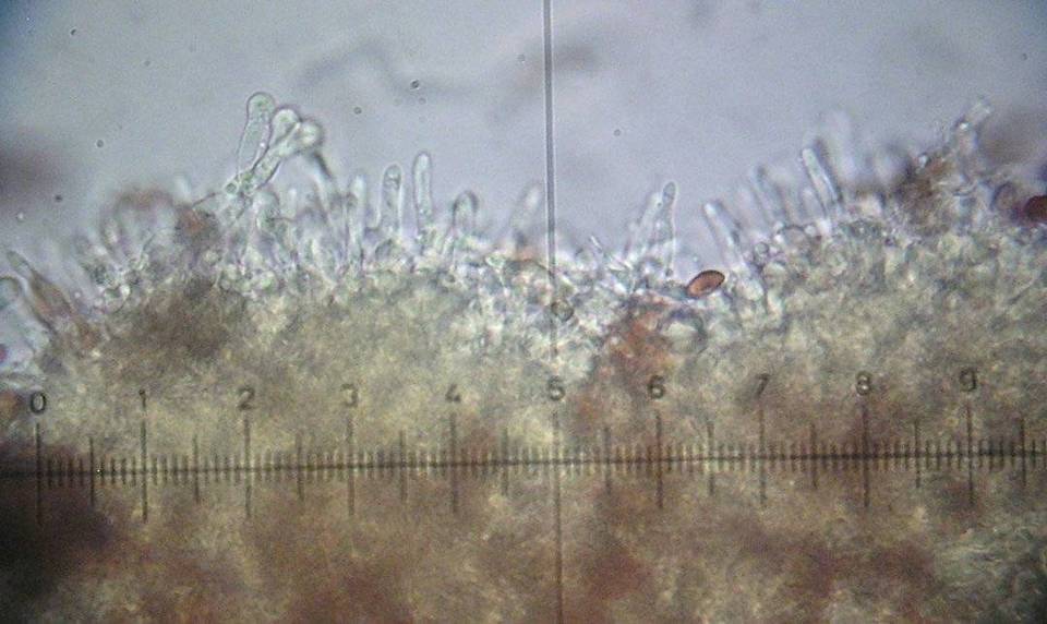 Galerina mniophila image