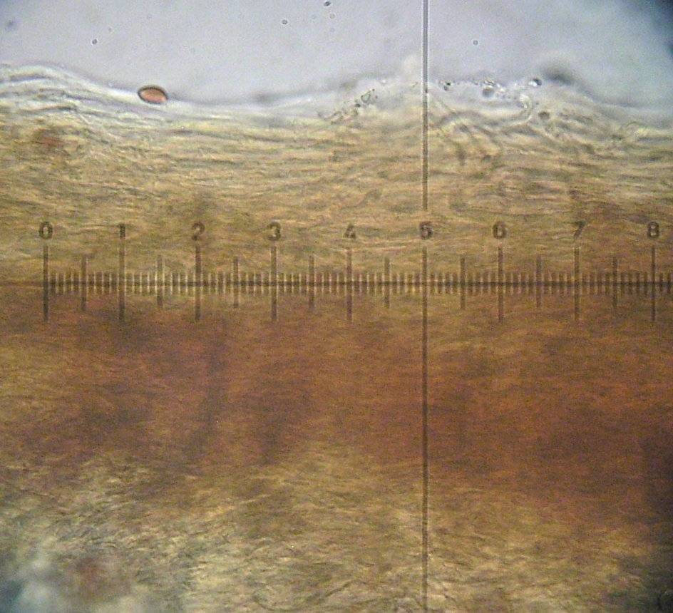 Galerina mniophila image