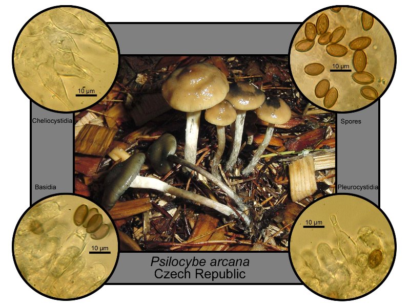 Psilocybe arcana image